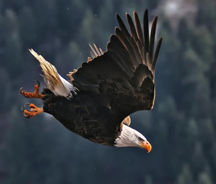 A bald eagle dives for a fresh kokanee, taken at Coeur d'Alene Lake Idaho